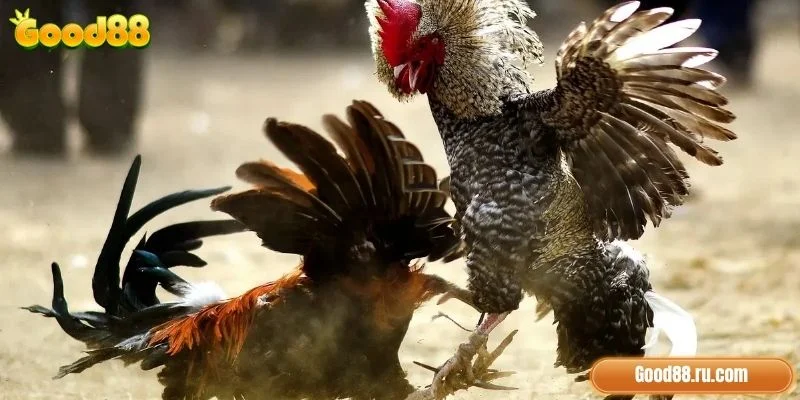 3 lợi thế riêng biệt khi trải nghiệm Đá Gà tại Good88