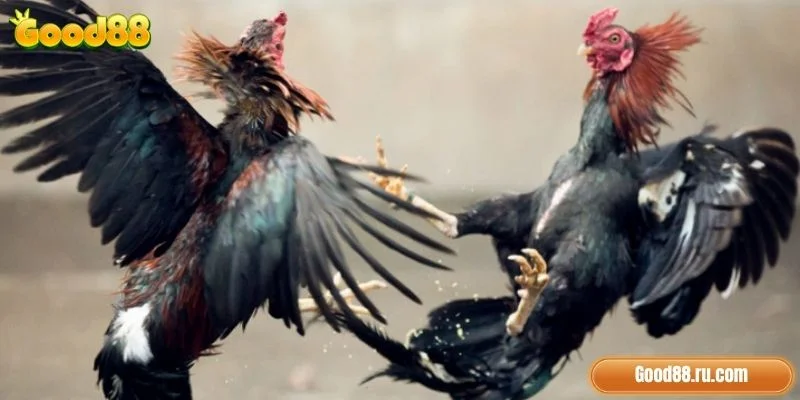 Giới thiệu về đá gà tại Good88